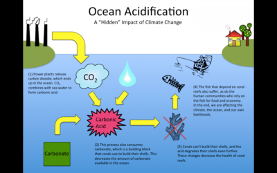 Ocean Acidification: Unraveling the Hidden Consequences of Global Warming